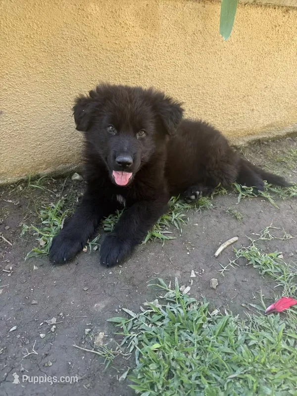 Onyx – German Shepherd Dog puppy for sale in West Covina, CA