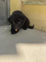 Cocopuff, a female German Shepherd Dog for sale in West Covina, CA – 2 of 4