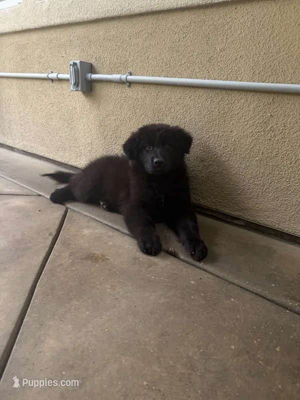 Muffin – German Shepherd Dog puppy for sale in West Covina, CA