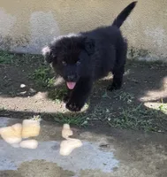 Don Don, a male German Shepherd Dog for sale in West Covina, CA – 6 of 8