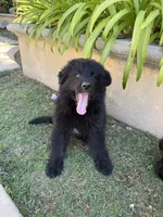 Don Don, a male German Shepherd Dog for sale in West Covina, CA – 2 of 8