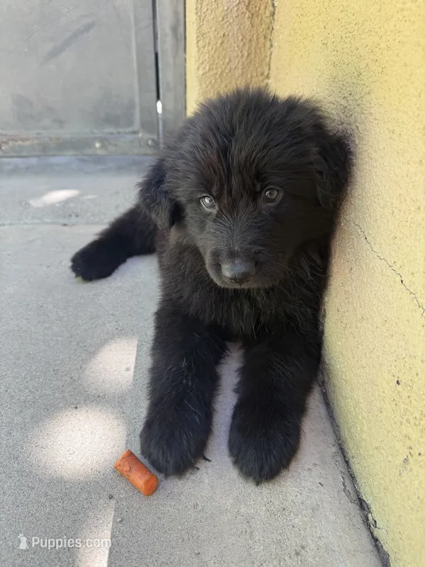 Cocopuff – German Shepherd Dog puppy for sale in West Covina, CA