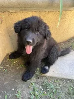 Don Don, a male German Shepherd Dog for sale in West Covina, CA – 3 of 8