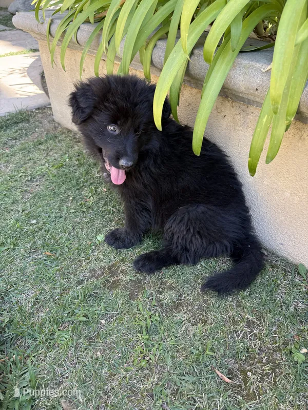 Don Don – German Shepherd Dog puppy for sale in West Covina, CA