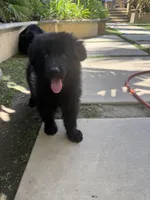 Onyx, a male German Shepherd Dog for sale in West Covina, CA – 2 of 3