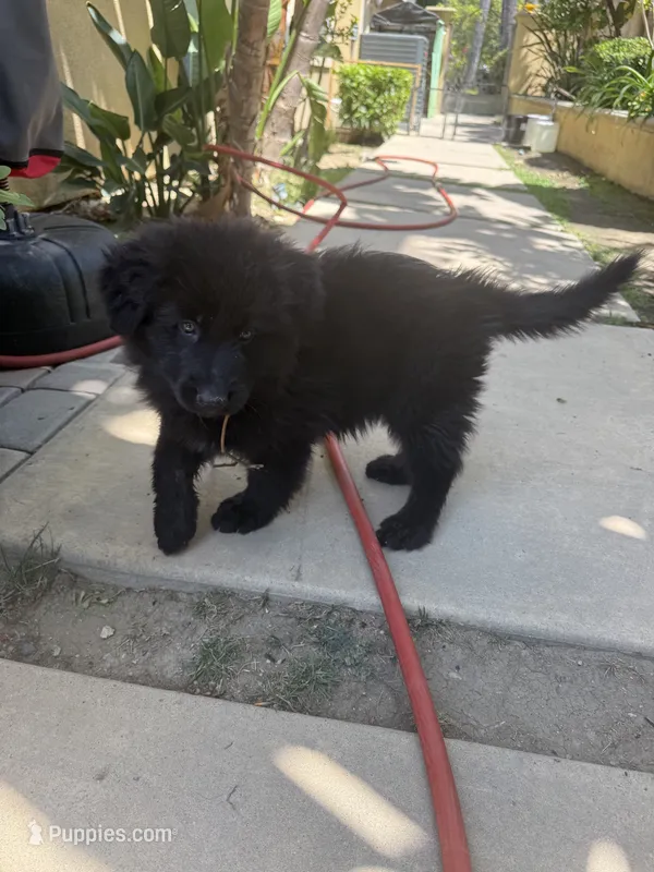 Onyx – German Shepherd Dog puppy for sale in West Covina, CA