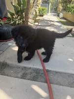 Onyx, a male German Shepherd Dog for sale in West Covina, CA – 1 of 3