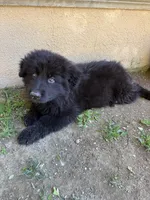 Don Don, a male German Shepherd Dog for sale in West Covina, CA – 7 of 8