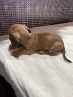 Lili, a female Dachshund for sale in Phoenix, AZ – 4 of 4