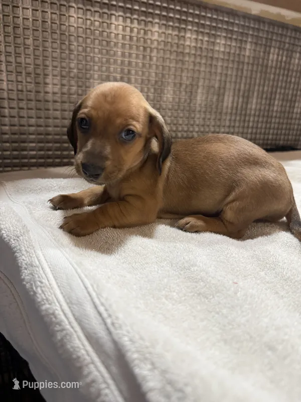 Lili – Dachshund puppy for sale in Phoenix, AZ