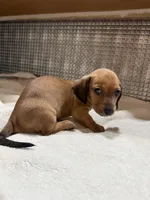 Lili, a female Dachshund for sale in Phoenix, AZ – 3 of 4