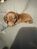 Missy , a female Dachshund for sale in Phoenix, AZ – 2 of 3