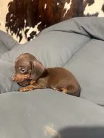 Missy , a female Dachshund for sale in Phoenix, AZ – 3 of 3