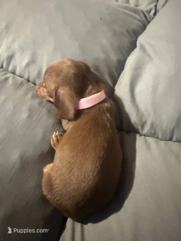 Missy  – Dachshund puppy for sale in Phoenix, AZ
