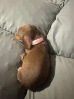 Missy , a female Dachshund for sale in Phoenix, AZ – 1 of 3