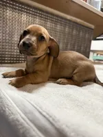 Lili, a female Dachshund for sale in Phoenix, AZ – 2 of 4