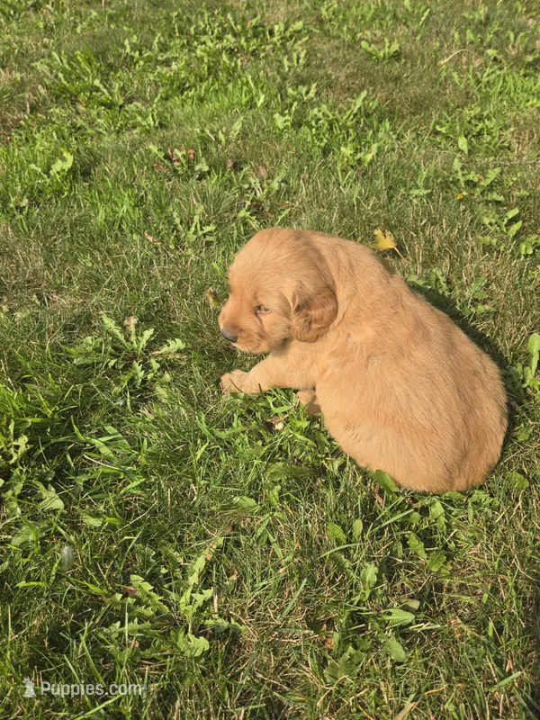 Cooper – Golden Retriever puppy for sale in Mountain Lake, MN