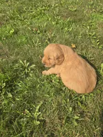 Copper , a male Golden Retriever for sale in Mountain Lake, MN – 2 of 6