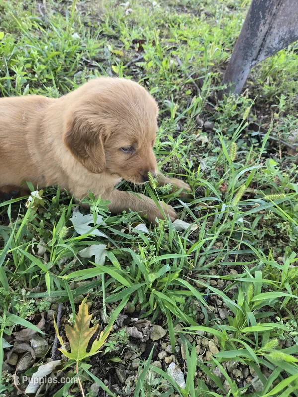 Mellow  – Golden Retriever puppy for sale in Mountain Lake, MN