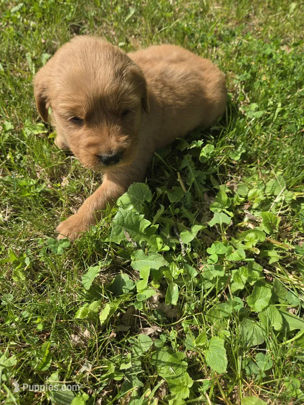 Cooper – Golden Retriever puppy for sale in Mountain Lake, MN