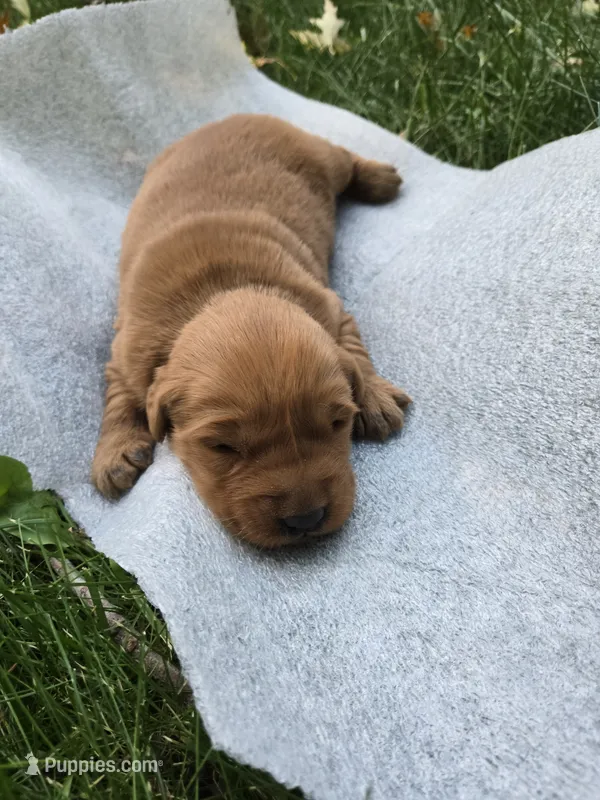 Suzie – Golden Retriever puppy for sale in Mountain Lake, MN