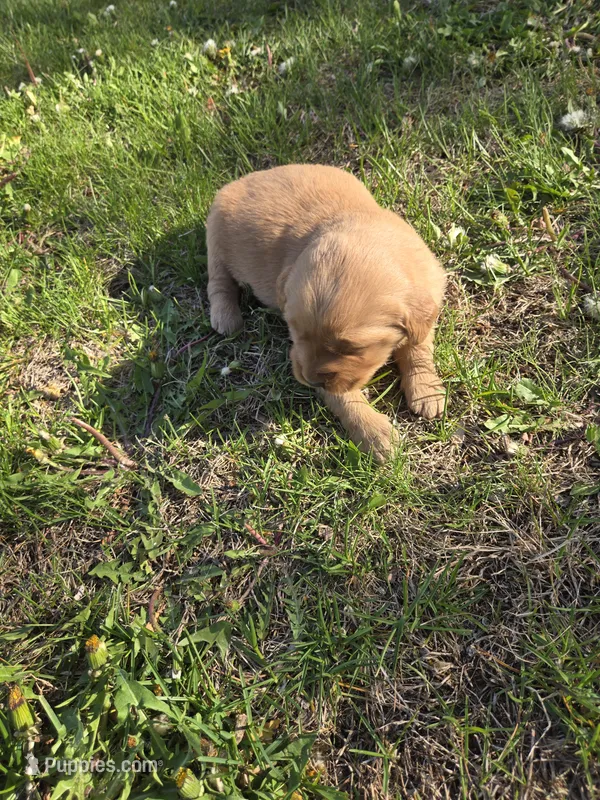 Suzie – Golden Retriever puppy on hold in Mountain Lake, MN