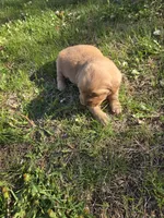Suzie, a female Golden Retriever for sale in Mountain Lake, MN – 1 of 5