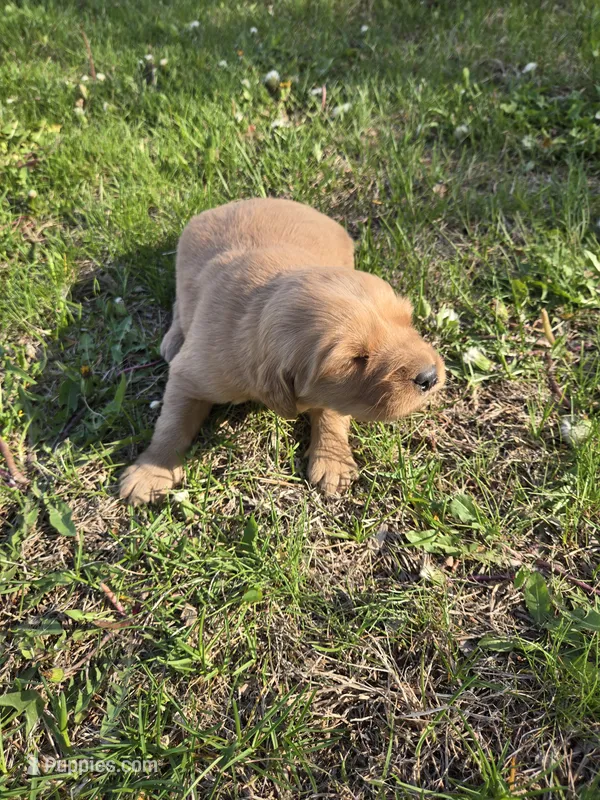 Cooper – Golden Retriever puppy for sale in Mountain Lake, MN
