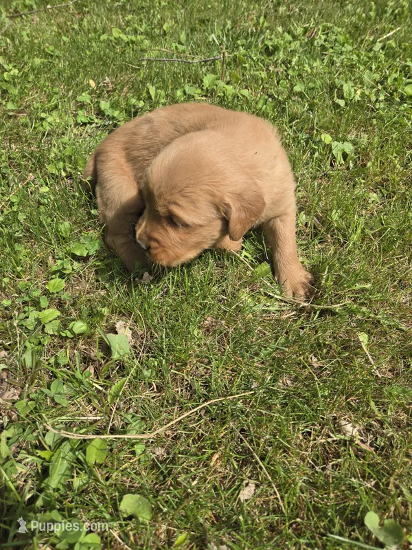 Sam – Golden Retriever puppy for sale in Mountain Lake, MN