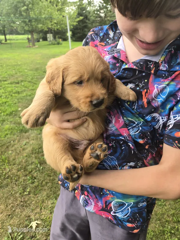 Sally – Golden Retriever puppy for sale in Mountain Lake, MN