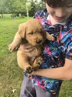 Mellow , a female Golden Retriever for sale in Mountain Lake, MN – 1 of 5