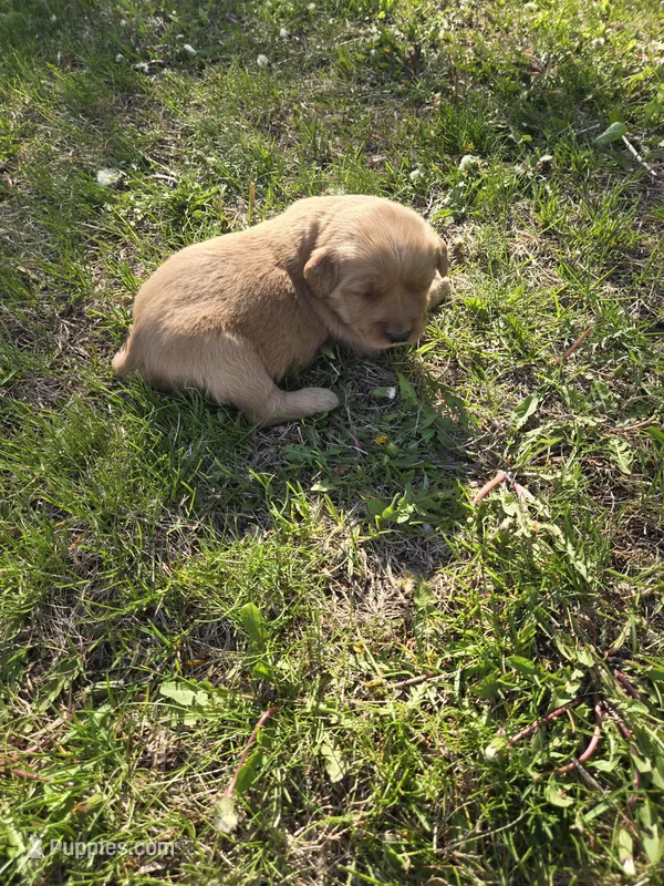 Dolly – Golden Retriever puppy for sale in Mountain Lake, MN