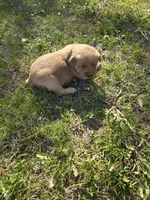 Clyde, a male Golden Retriever for sale in Mountain Lake, MN – 1 of 5