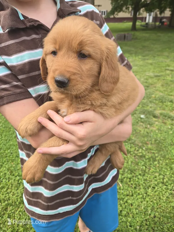 Cooper – Golden Retriever puppy for sale in Mountain Lake, MN