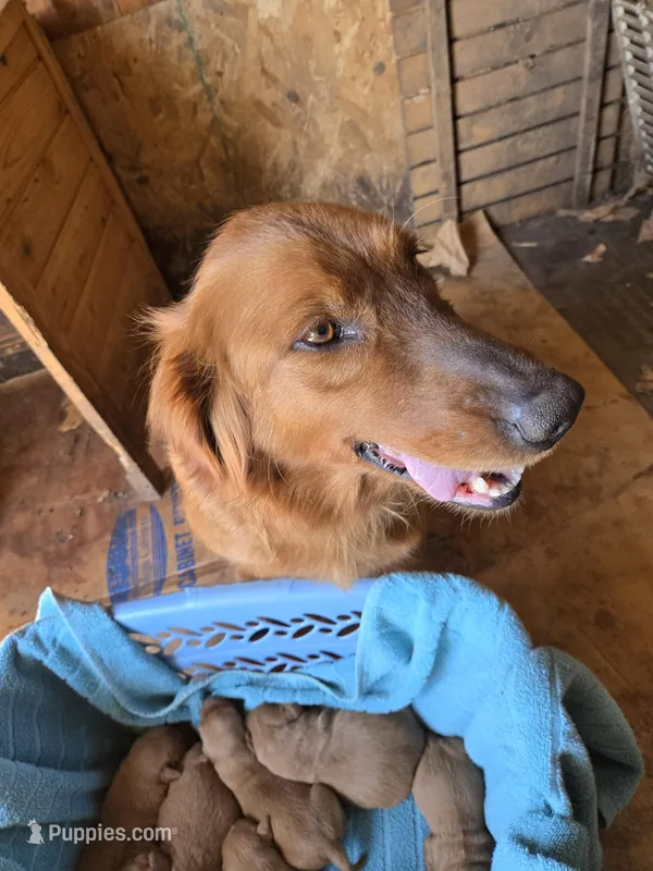 Sally, a female Golden Retriever for sale in Mountain Lake, MN – Photo 1 of 1