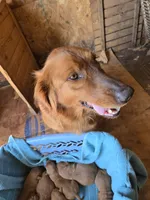 Sally, a female Golden Retriever for sale in Mountain Lake, MN – 1 of 1