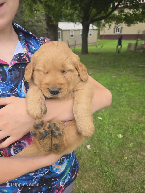 Sam – Golden Retriever puppy for sale in Mountain Lake, MN