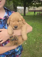 Sam, a male Golden Retriever for sale in Mountain Lake, MN – 2 of 7