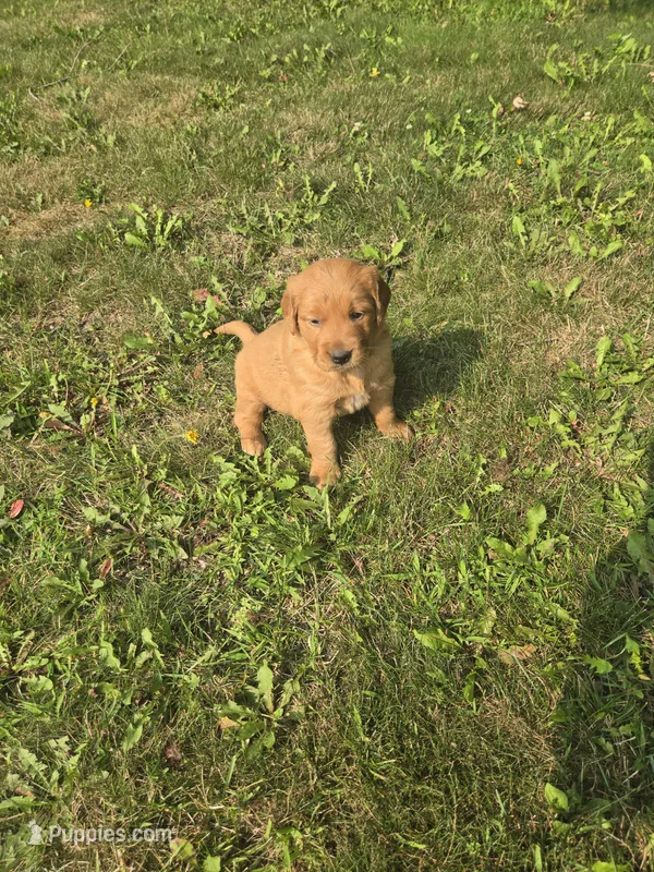 Sally – Golden Retriever puppy for sale in Mountain Lake, MN