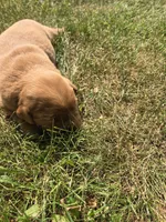 Bennie, a male Golden Retriever for sale in Mountain Lake, MN – 1 of 3