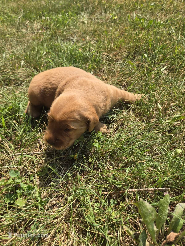 Sally – Golden Retriever puppy for sale in Mountain Lake, MN