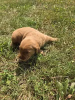 Sally, a female Golden Retriever for sale in Mountain Lake, MN – 1 of 3