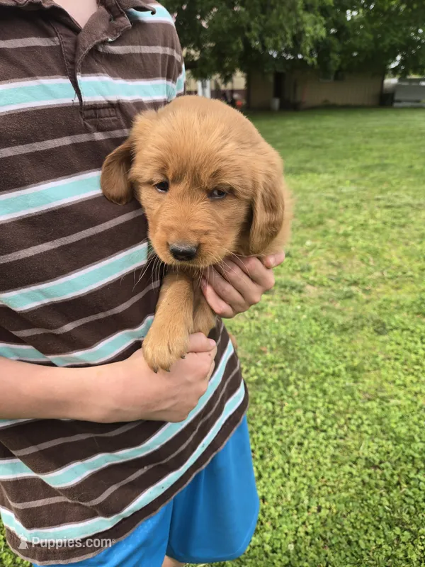 Clyde – Golden Retriever puppy for sale in Mountain Lake, MN