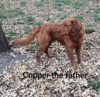 Cooper, a male Golden Retriever for sale in Mountain Lake, MN – 2 of 3