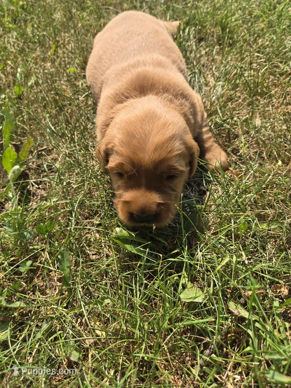 Cooper – Golden Retriever puppy for sale in Mountain Lake, MN