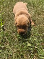 Cooper, a male Golden Retriever for sale in Mountain Lake, MN – 1 of 3