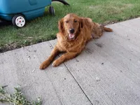 Cooper, a male Golden Retriever for sale in Mountain Lake, MN – 3 of 3