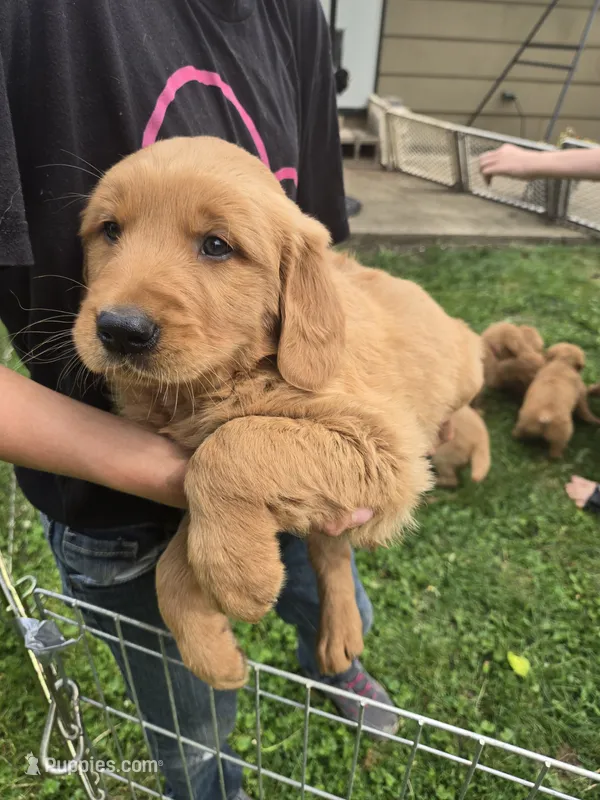 Sam – Golden Retriever puppy for sale in Mountain Lake, MN