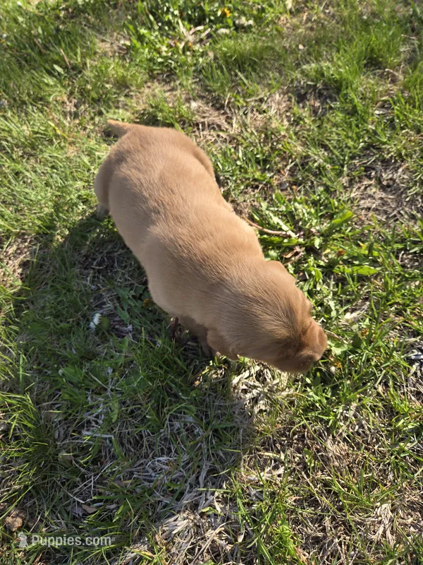 Lucy – Golden Retriever puppy on hold in Mountain Lake, MN