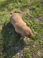 Lucy, a female Golden Retriever for sale in Mountain Lake, MN – 1 of 5